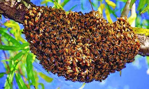 World HoneyBee Day : मधमाशा संपल्या तर मानवजात संपून जाईल? World HoneyBee Day : मधमाशा संपल्या तर मानवजात संपून जाईल?