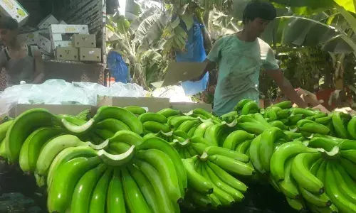 सोलापूरी केळीला इराण-इराक देशात मागणी सोलापूरी केळीला इराण-इराक देशात मागणी