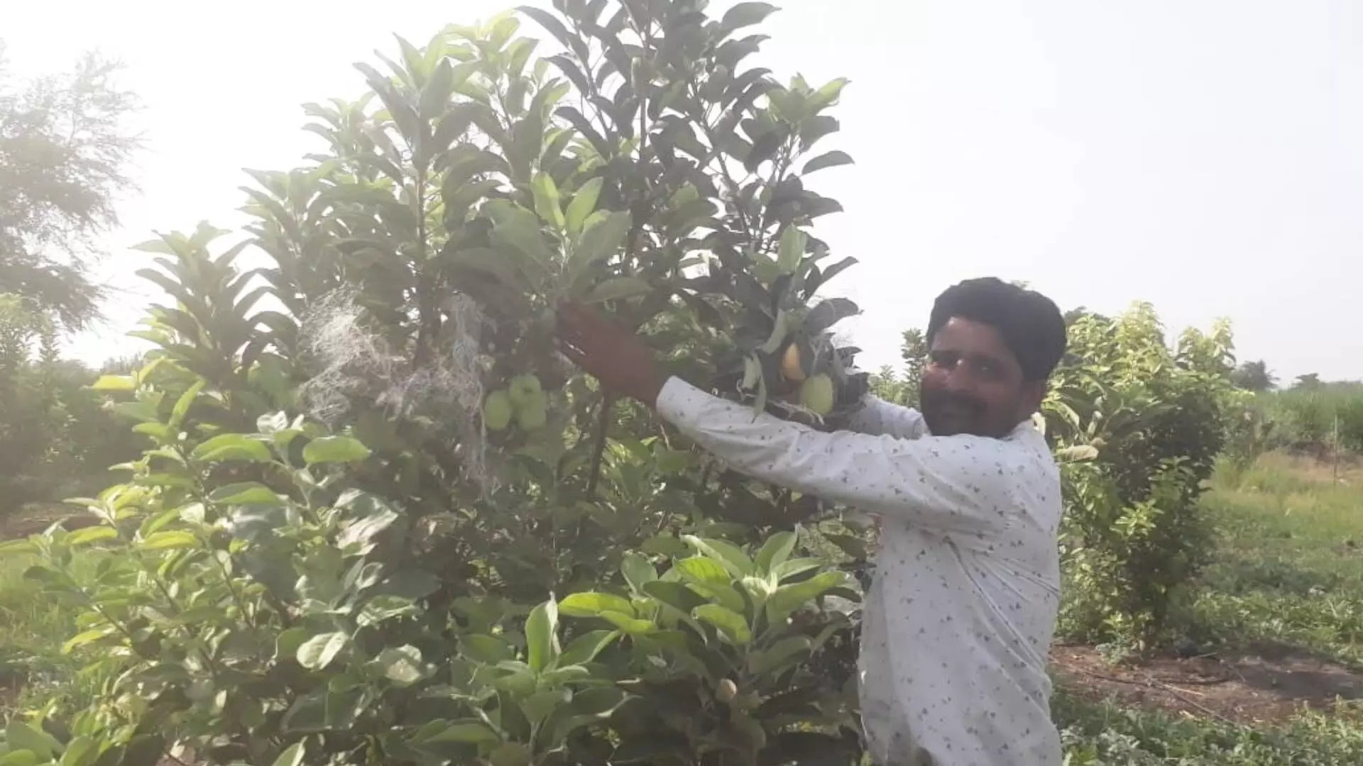 नोकरी सोडत तरुण शेतकऱ्याने पिकवली सफरचंदाची शेती