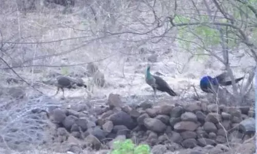 उन्हाचा फटका मोरांना, मयूर अभयारण्यातील पाणवठे कोरडेठाक.... उन्हाचा फटका मोरांना, मयूर अभयारण्यातील पाणवठे कोरडेठाक....