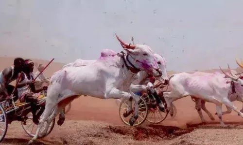 बैलगाडा शर्यतींमधील अपघात रोखणारा नवा पॅटर्न बैलगाडा शर्यतींमधील अपघात रोखणारा नवा पॅटर्न