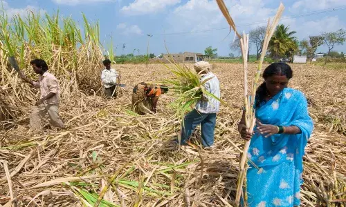 ऊस उत्पादक शेतकऱ्यावर खरचं आत्महत्या करण्याची वेळ येईल का? ऊस उत्पादक शेतकऱ्यावर खरचं आत्महत्या करण्याची वेळ येईल का?