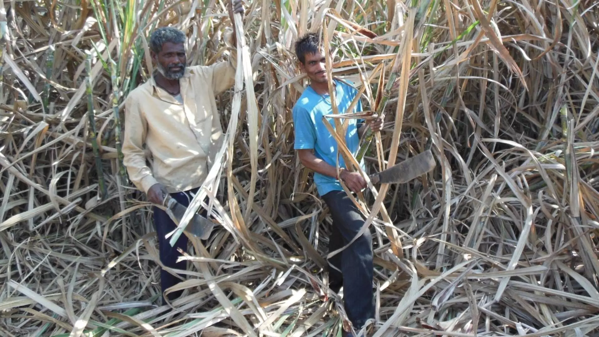 अतिरिक्त ऊसाचा प्रश्न :   डॉ. सोमिनाथ घोळवे