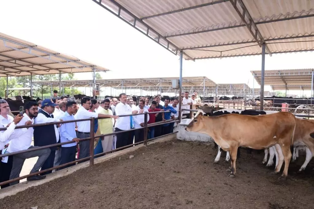 `मोर्फा` च्या पुढाकारातून रसायनमुक्त व सेंद्रिय दुध निर्मिती