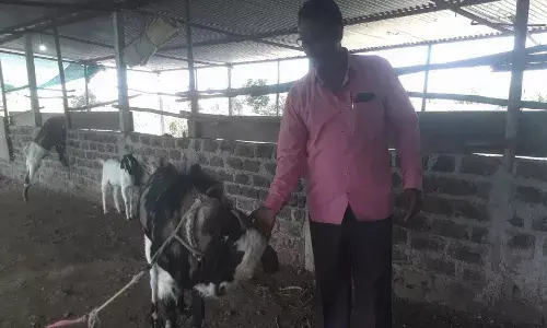 बंदिस्त शेळी पालनाच्या उत्पन्नातून शेतकरी वर्षाला कमावतोय दोन लाख रुपये बंदिस्त शेळी पालनाच्या उत्पन्नातून शेतकरी वर्षाला कमावतोय दोन लाख रुपये
