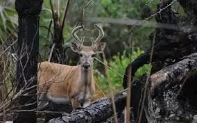 धोकाग्रस्त वन्यजीव अधिवास घोषित: निर्णय घेणारं महाराष्ट्र ठरलं भारतातील पहिले राज्य