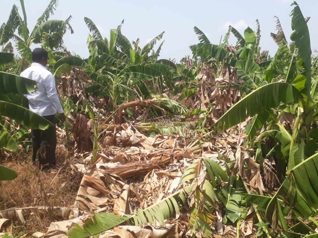 धक्कादायकः जनावराच्या गोठ्यात सौर ऊर्जेच्या प्रकाशात बाजावर केला अमानुषपणे गर्भपात.. beed