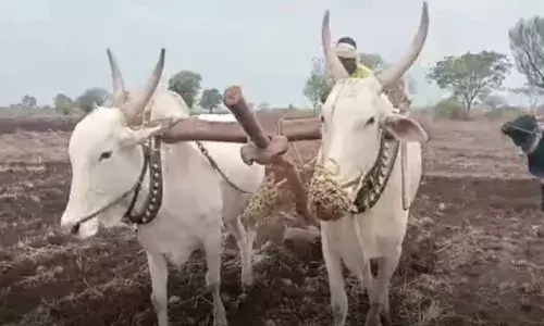 अर्धा जून सरला, मान्सून गायब...शेतकरी हवालदील अर्धा जून सरला, मान्सून गायब...शेतकरी हवालदील