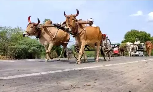 झाडी, डोंगार आणि हॉटेलमध्ये मंत्री व्यस्त, शेतकरी बांधावर त्रस्त झाडी, डोंगार आणि हॉटेलमध्ये मंत्री व्यस्त, शेतकरी बांधावर त्रस्त