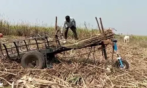 बेंदराला बैलांना अनोखी भेट बेंदराला बैलांना अनोखी भेट