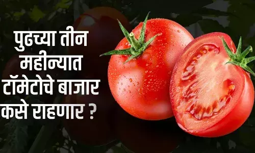 पुढच्या ३ महिन्यात टोमॅटोच्या दरांचे गणित कसे राहणार? पुढच्या ३ महिन्यात टोमॅटोच्या दरांचे गणित कसे राहणार?