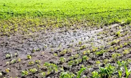 #Soyabean पावसात बुडालं आता काय करायचं?