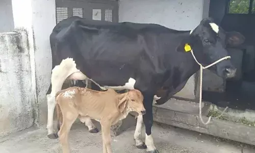 भ्रूण प्रत्यारोपनणाने पहिल्याच गीर जातीच्या कालवडीचा जन्म भ्रूण प्रत्यारोपनणाने पहिल्याच गीर जातीच्या कालवडीचा जन्म
