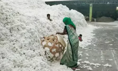 यंदा कापूस उत्पादकांची दिवाळी?