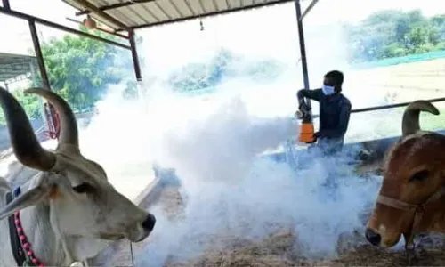 लम्पीमुळे पशुधन दगावल्यास पशुपालकास भरपाई  : मंत्रिमंडळाचा निर्णय लम्पीमुळे पशुधन दगावल्यास पशुपालकास भरपाई  : मंत्रिमंडळाचा निर्णय