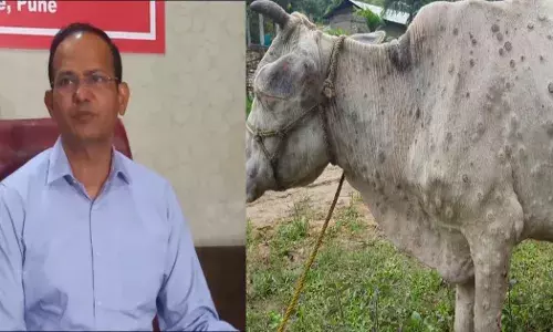 लंपी आजार माणसांना होत नाही, फक्त गाय आणि बैलापुरताच मर्यादित – पशुसंवर्धन विभाग आयुक्त लंपी आजार माणसांना होत नाही, फक्त गाय आणि बैलापुरताच मर्यादित – पशुसंवर्धन विभाग आयुक्त