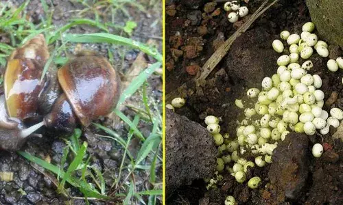 MaxMaharashrastraImpact : गोगलगायने केलेल्या नुकसानाची मिळणार भरपाई...! MaxMaharashrastraImpact : गोगलगायने केलेल्या नुकसानाची मिळणार भरपाई...!