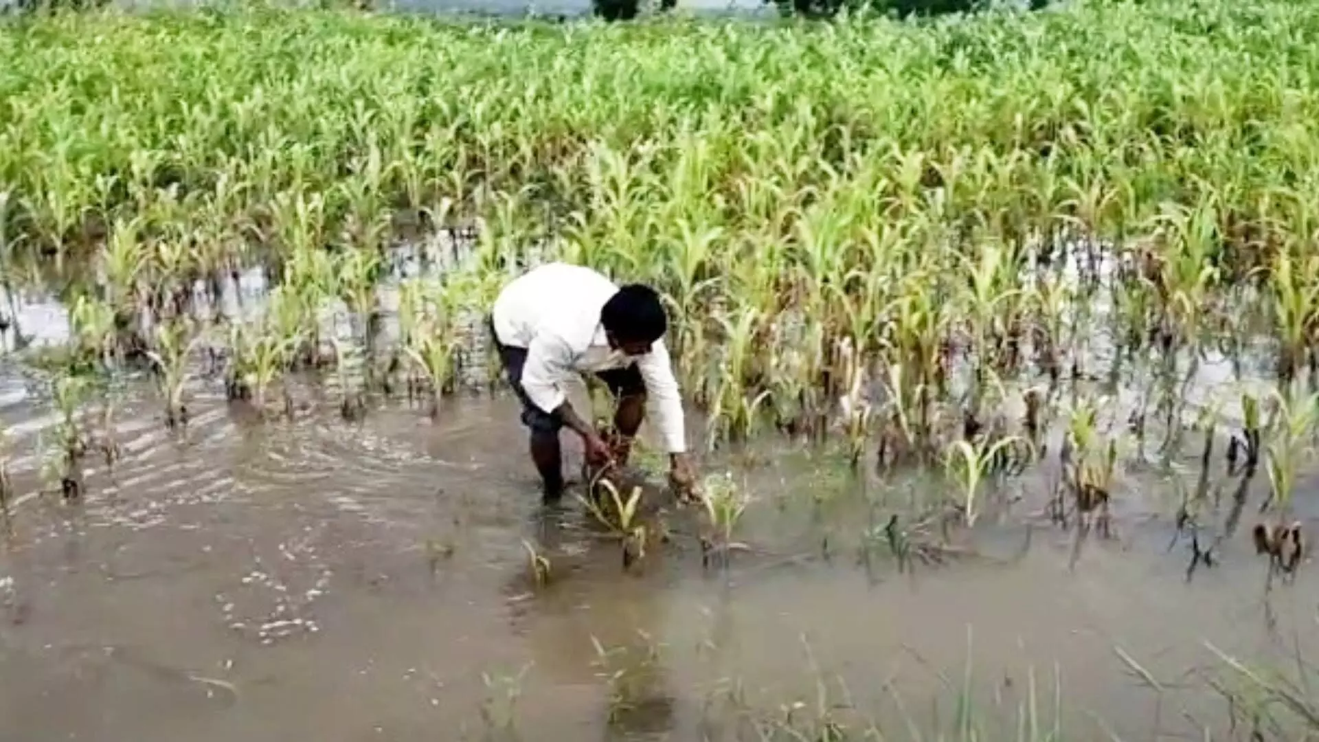 Ground Report : अतिवृष्टीमुळे शेतांमध्ये पाणीच पाणी