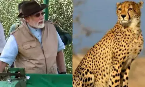 ७० वर्षांनंतर भारतात चित्ता परतला, पंतप्रधान मोदींनी चित्ते जंगलात सोडले