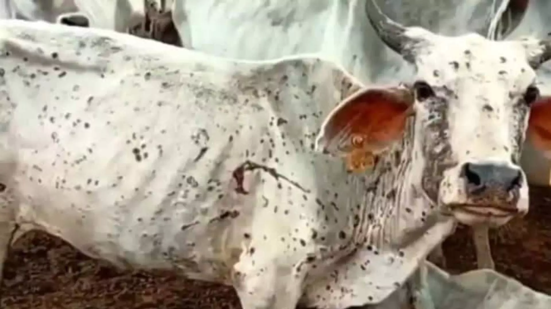 लम्पीमुळे दुग्ध व्यावसायिकांना फटका; गैरसमजामुळे ग्राहक संख्या घटली