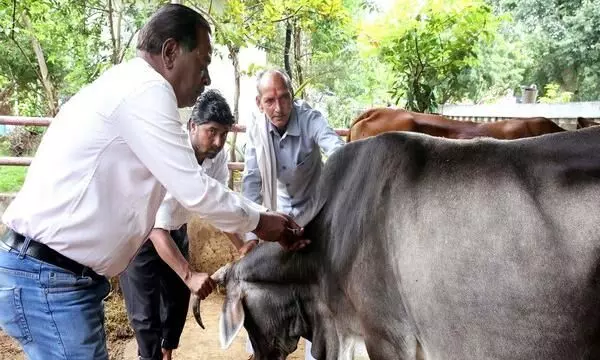 लंम्पी रोग आता हायकोर्टात;  पशुधन वाचविण्यासाठी जनहीत याचिका दाखल