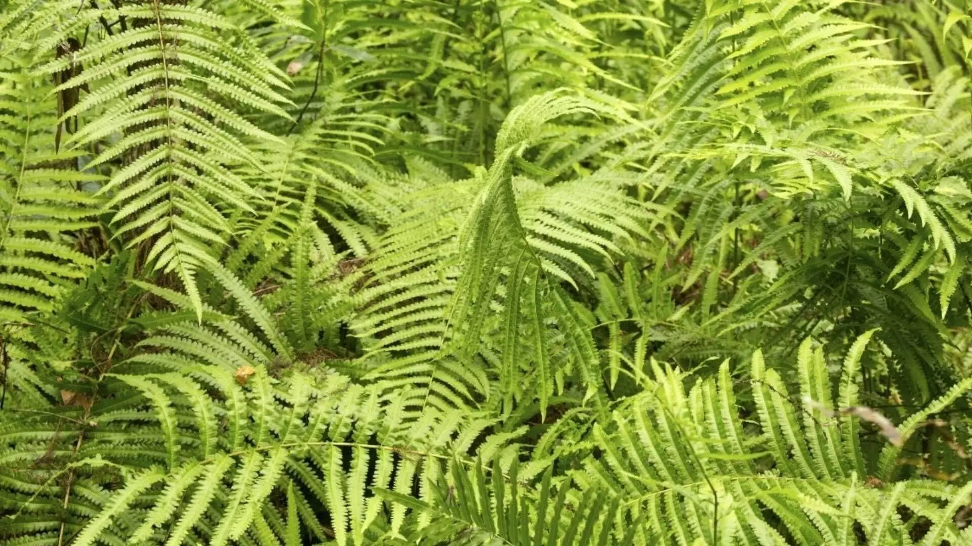 वनस्पतींचे प्रकार कोणते रे भाऊ? पहा कराळे मास्तरांचे विश्लेषण