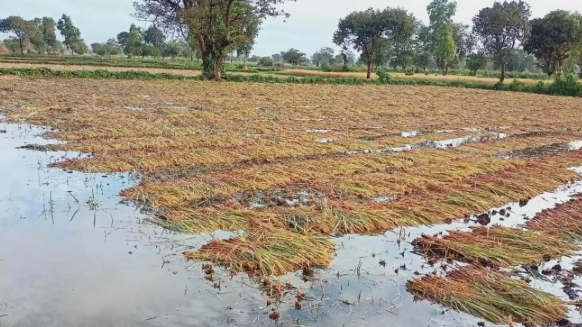 पीक काढायचीत पण पाऊस येणार का?