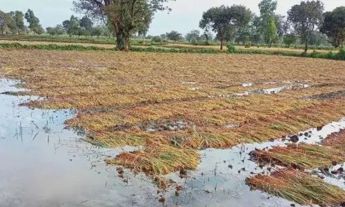 पीक काढायचीत पण पाऊस येणार का? पीक काढायचीत पण पाऊस येणार का?