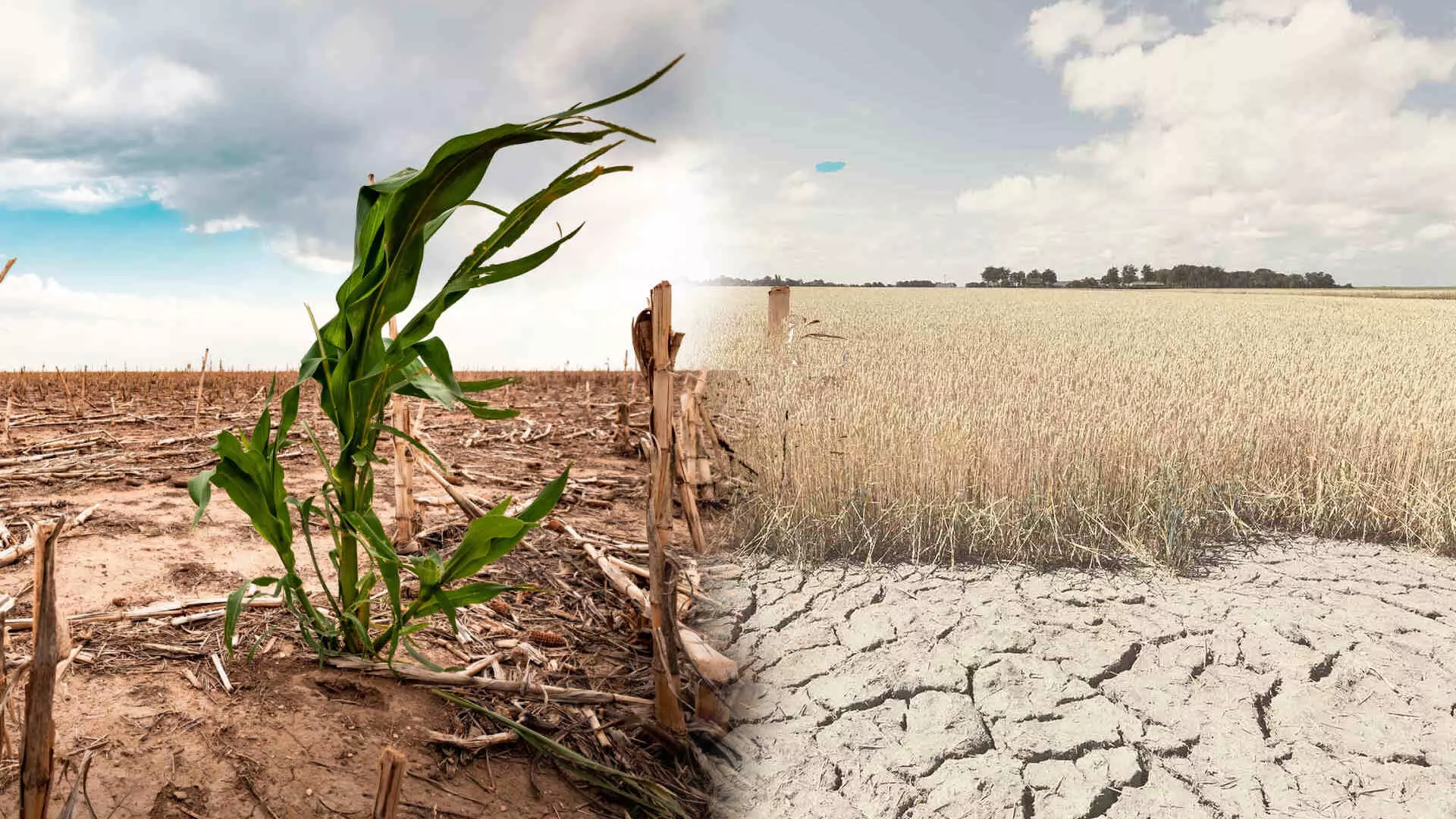 हवामान बदलाचा थेट शेतकऱ्यांना फटका, शेतीच्या पध्दतीत करावा लागणार बदल- डॉ. प्रियदर्शिनी कर्वे