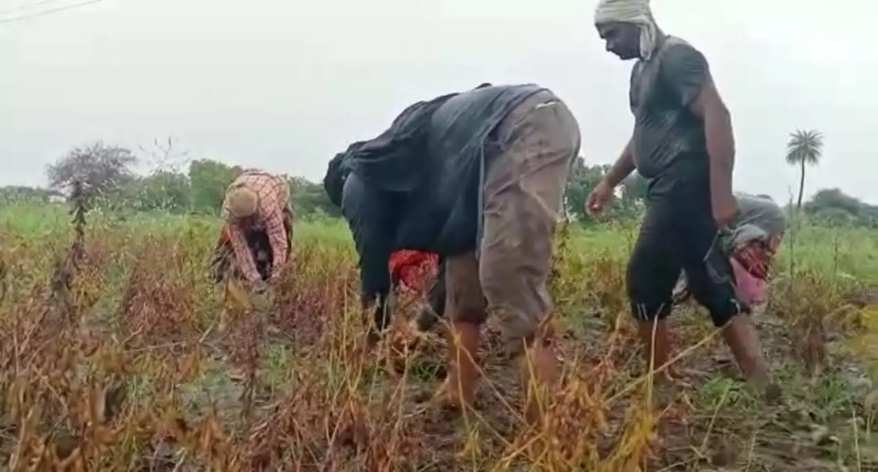 बीड जिल्ह्यातील शेतकऱ्यांची नुकसान भरपाईसाठी न्यायालयात धाव...!