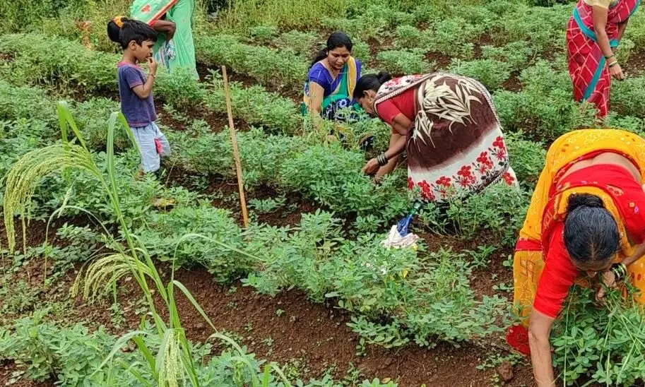 रायगडमध्ये बचत गटाच्या माध्यमातून महिलांचा शेतीत अभिनव प्रयोग