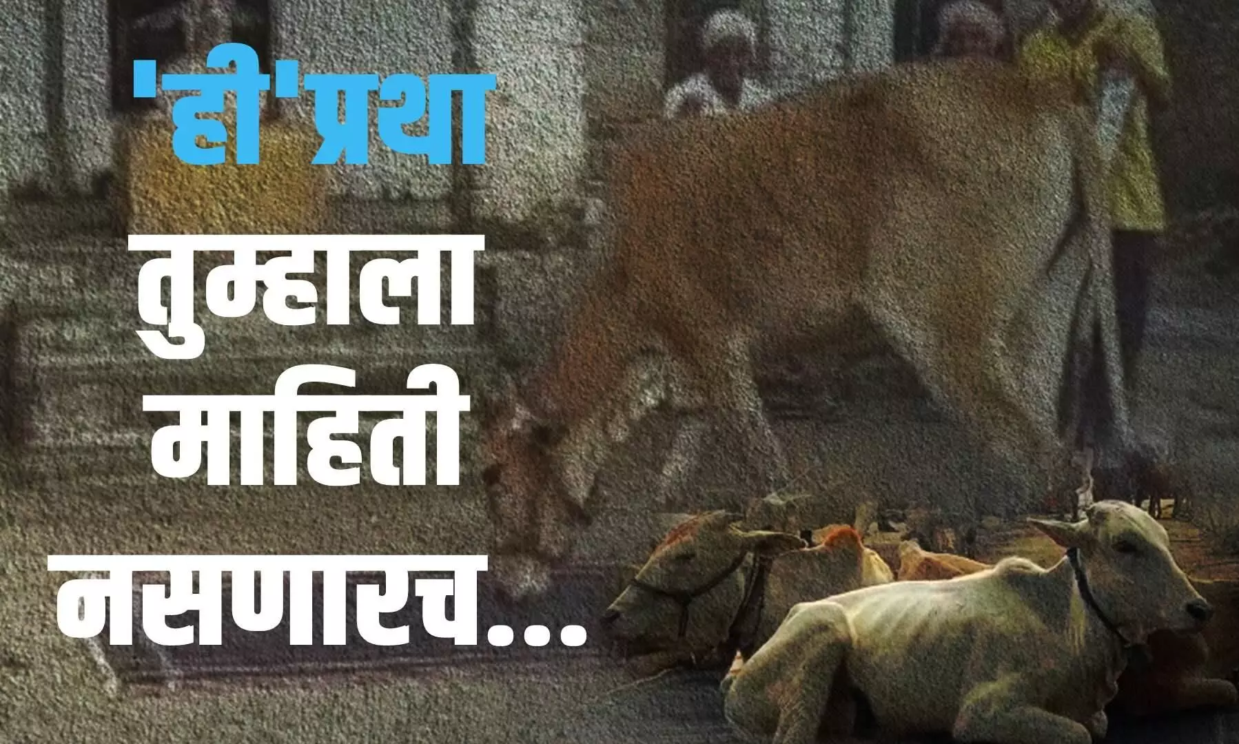 यवतमाळच्या प्रथेमुळे गाय पुन्हा चर्चेत !