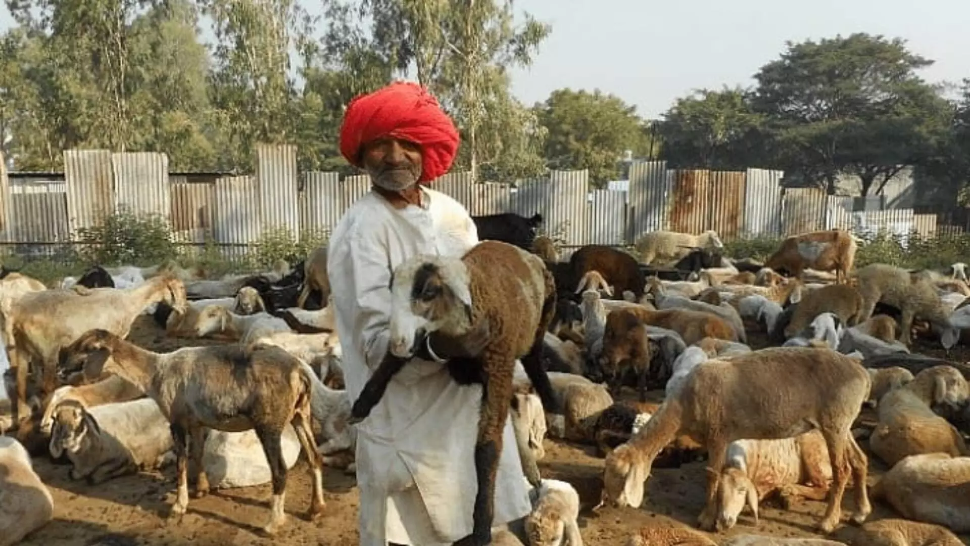 MaxMaharashtraImpact: मेंढपाळांचे प्रश्न मार्गी लागणार