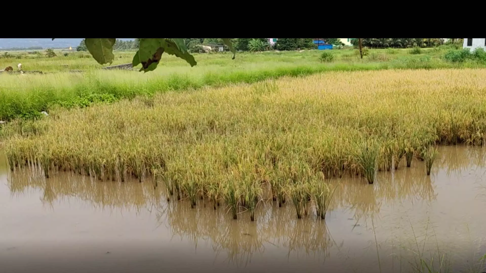 शिंदे सरकारची मदत जाहीर पण प्रशासनाची अनास्था