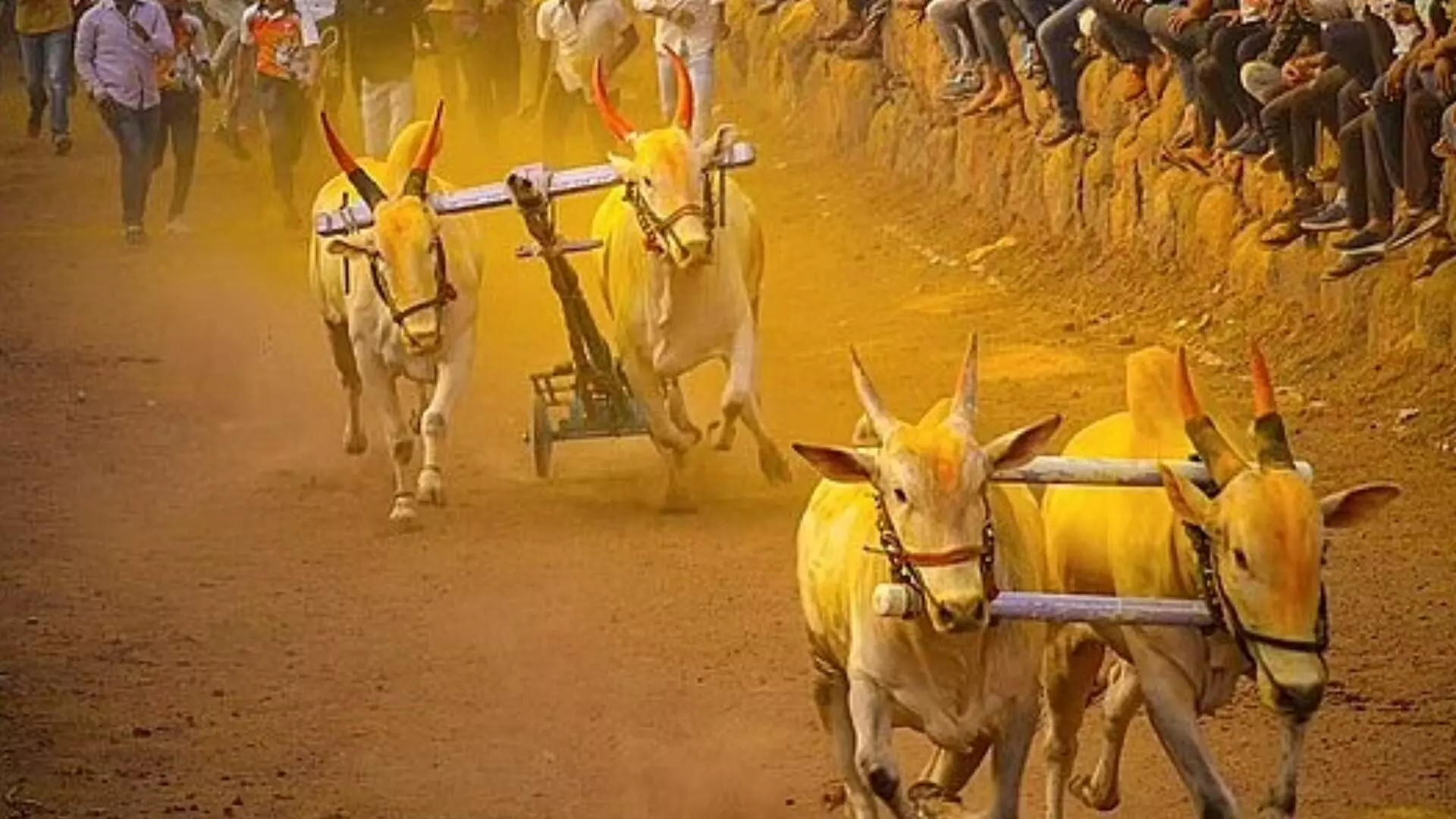 Bullock Cart Race :  बैलगाडा शर्यतीवर सर्वोच्च न्यायालयात होणार फैसला