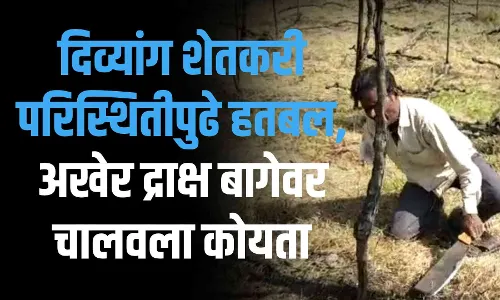 दिव्यांग शेतकऱ्याने द्राक्ष बाग तोडली, पण कशासाठी?