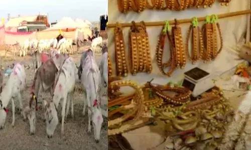 माळेगाव जत्रेतील गाढव खात आहेत भाव ! माळेगाव जत्रेतील गाढव खात आहेत भाव !