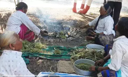 आगटीवर भाजलेली हुरडा कणीस खायला माणसांची रीघ...