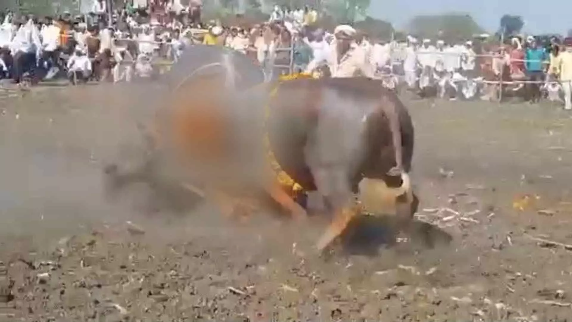 कुठे सुरु आहेत न्यायालयाचा अवमान करुन रेड्यांची टक्कर...