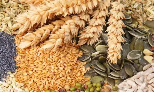 संतुलित आहारात भरड धान्य हवे : विकास मेश्राम संतुलित आहारात भरड धान्य हवे : विकास मेश्राम