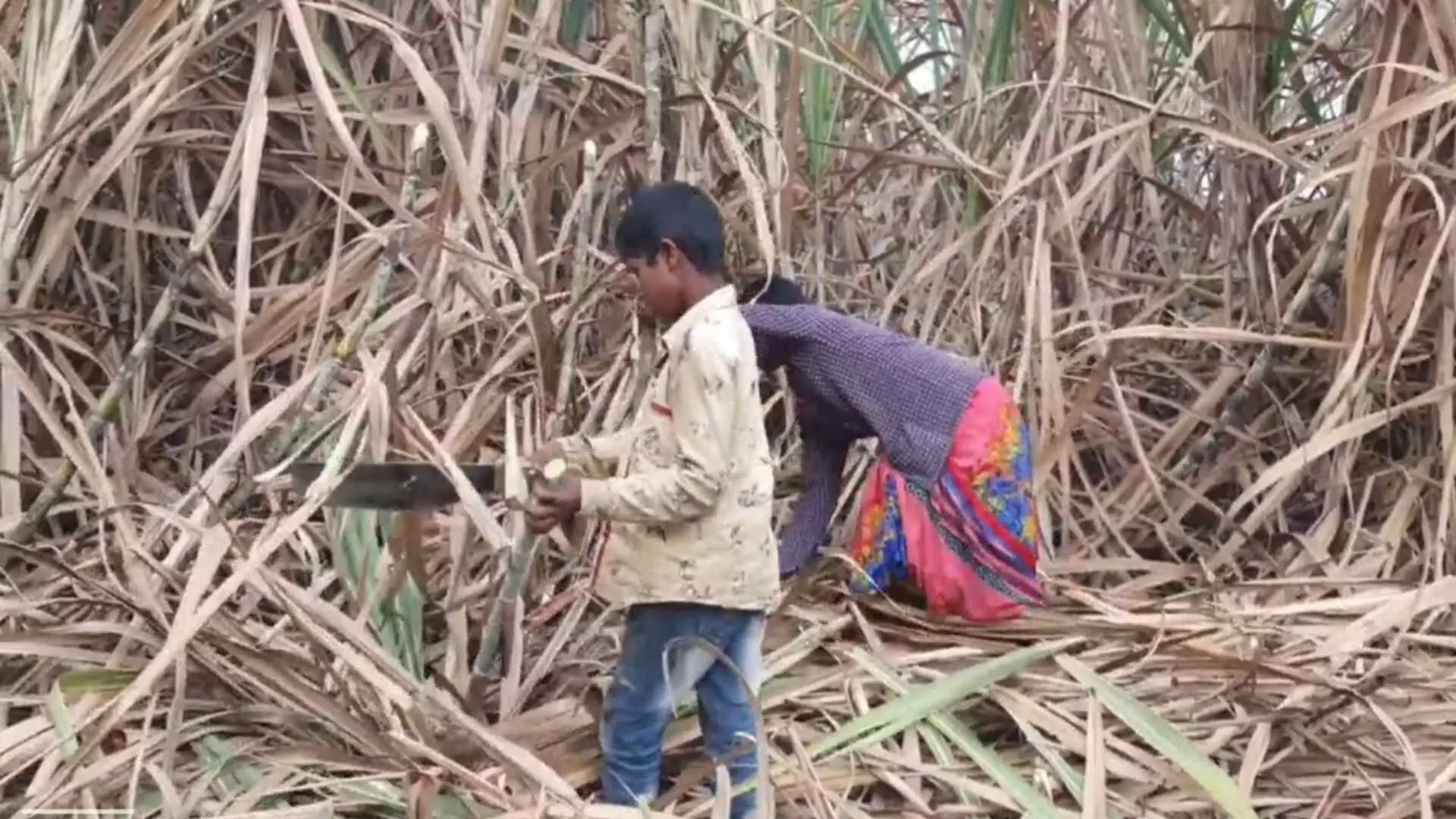 ऊस तोड शिकूया स्थलांतरीत होऊया.