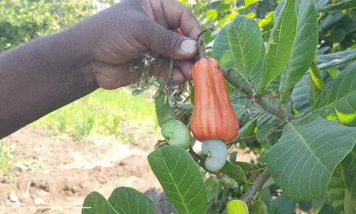 पठ्ठ्याने सोलापुरात फुलविली काजूची बाग. पठ्ठ्याने सोलापुरात फुलविली काजूची बाग.
