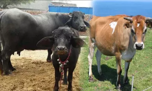 जर्सी गाई फायदेशीर की म्हैसपालन?