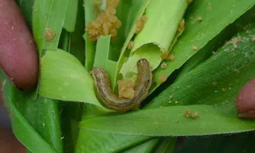 मक्यावरील लष्कर अळी नियंत्रणात येत नाही ? मग हा उपाय करा…