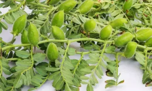 हरभरा पिकावरील घाटी अळीचे नियंत्रण कसे कराल?