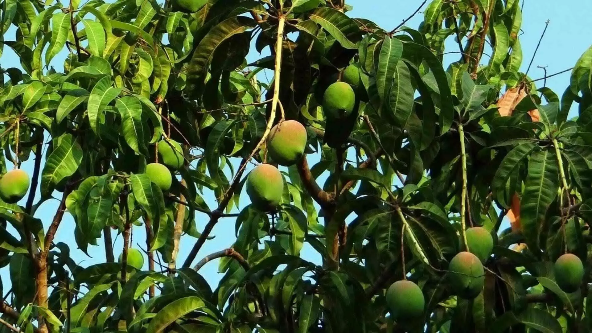 वाढत्या उष्णतेसाठी आंब्याच्या झाडांना चांगले सिंचन करणे गरजेचे...