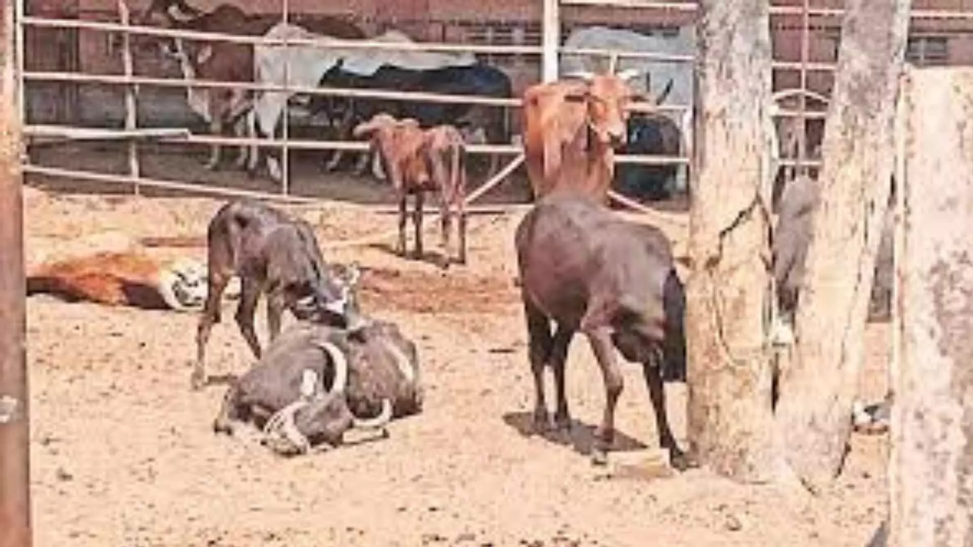 गोमुत्र पाजले असते तर गायी वाचल्या असत्या, व्हेटरनरी डॉक्टरची गरज काय ?