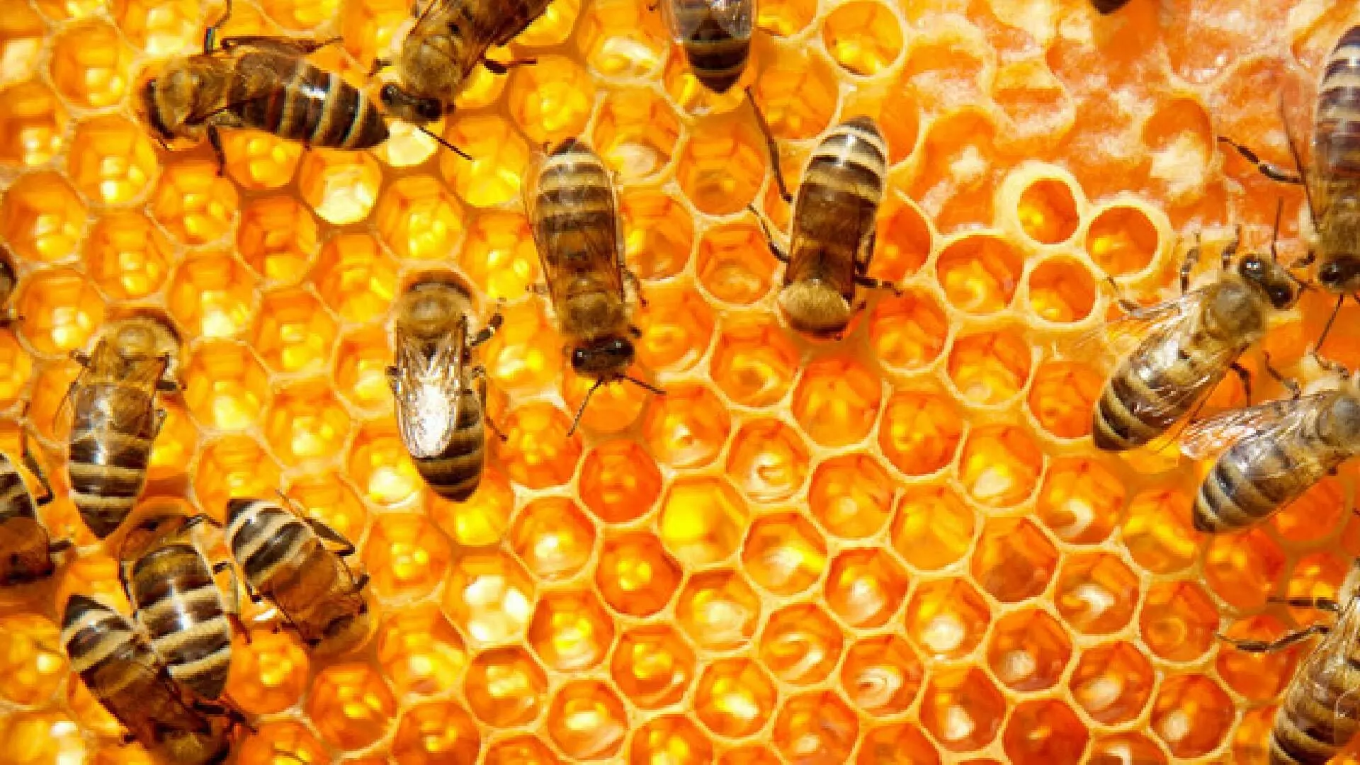मधमाशी पालन व्यवसायासाठी इतके अनुदान
