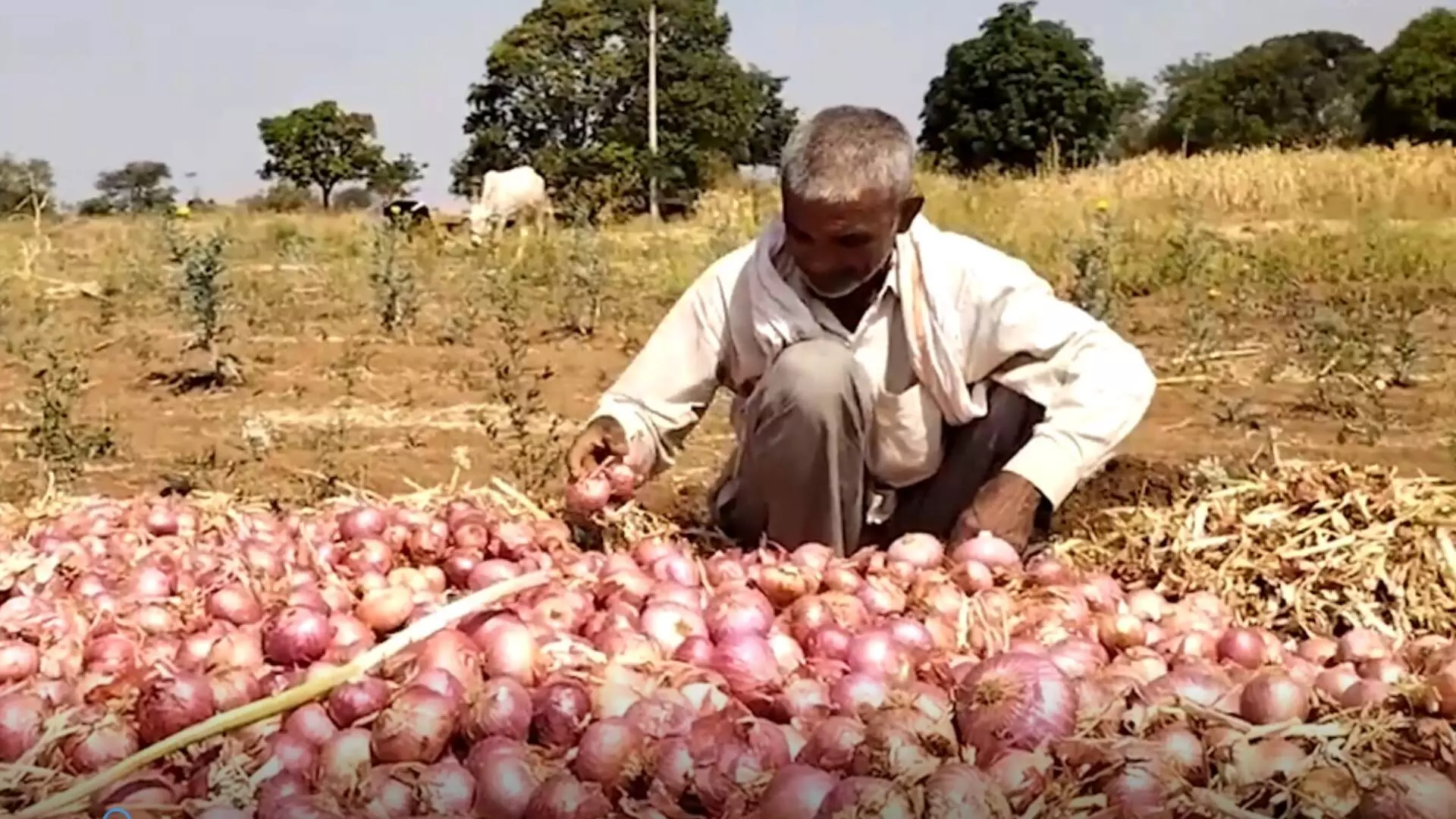 साडेतीन टन कांदा विकला, १८०० रुपये शेतकऱ्यालाच भरावे लागले