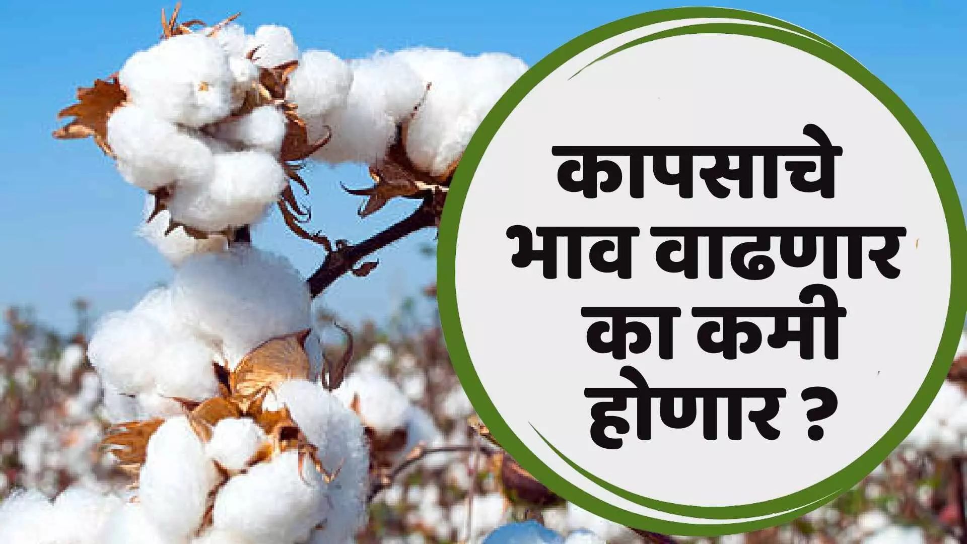 कापसाचे (Cotton) भाव वाढणार की कमी होणार ?